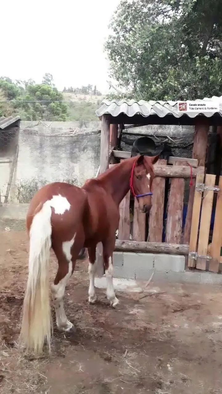 VENDO CAVALO PAMPA - Foto 2