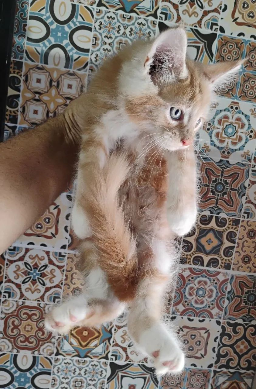 Filhotes de Maine Coon - Foto 2