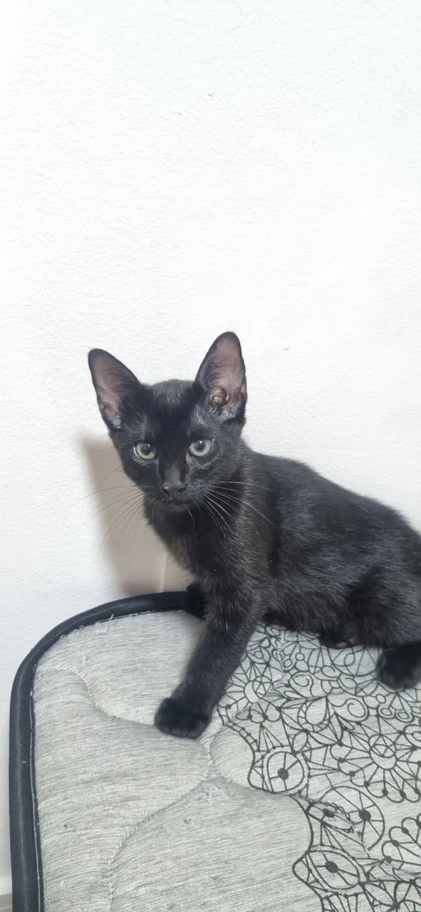 Gatinho filhote para a adoção  - Foto 5