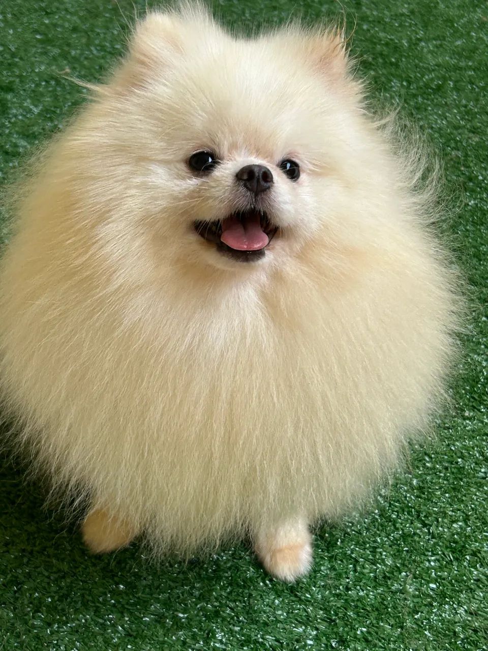 Spitz alemão com pedigree cbkc  - Foto 2