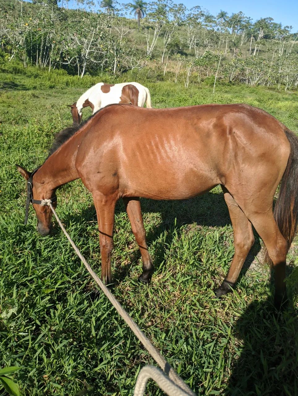 Vendo poda - Foto 6