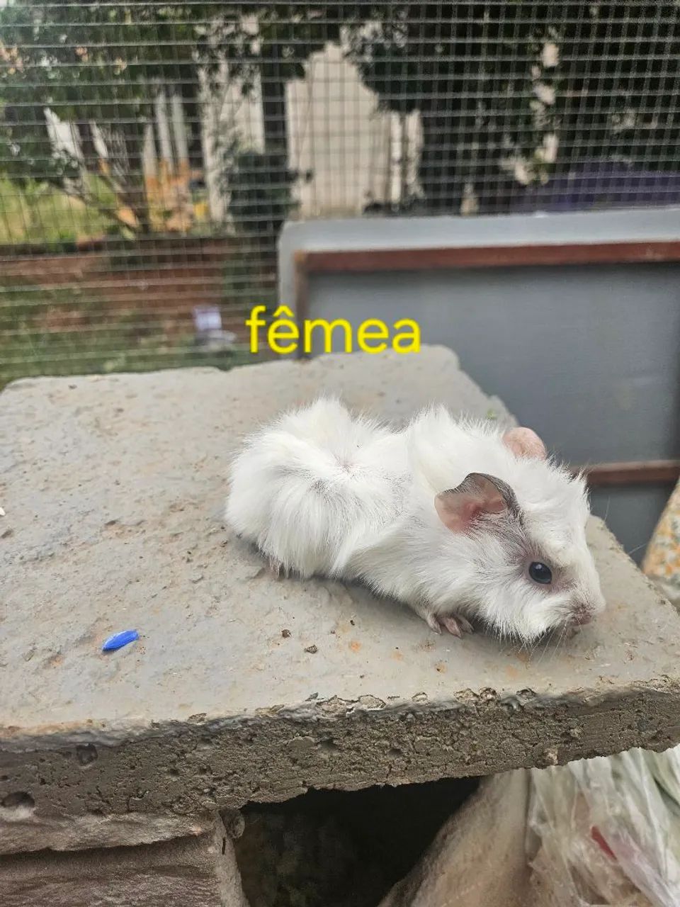 Porquinho da india - Foto 3