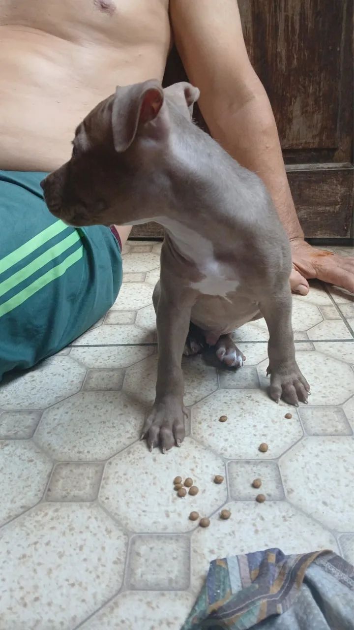 FILHOTE DE PITBULL PRA VENDER RÁPIDO/ macho  - Foto 2