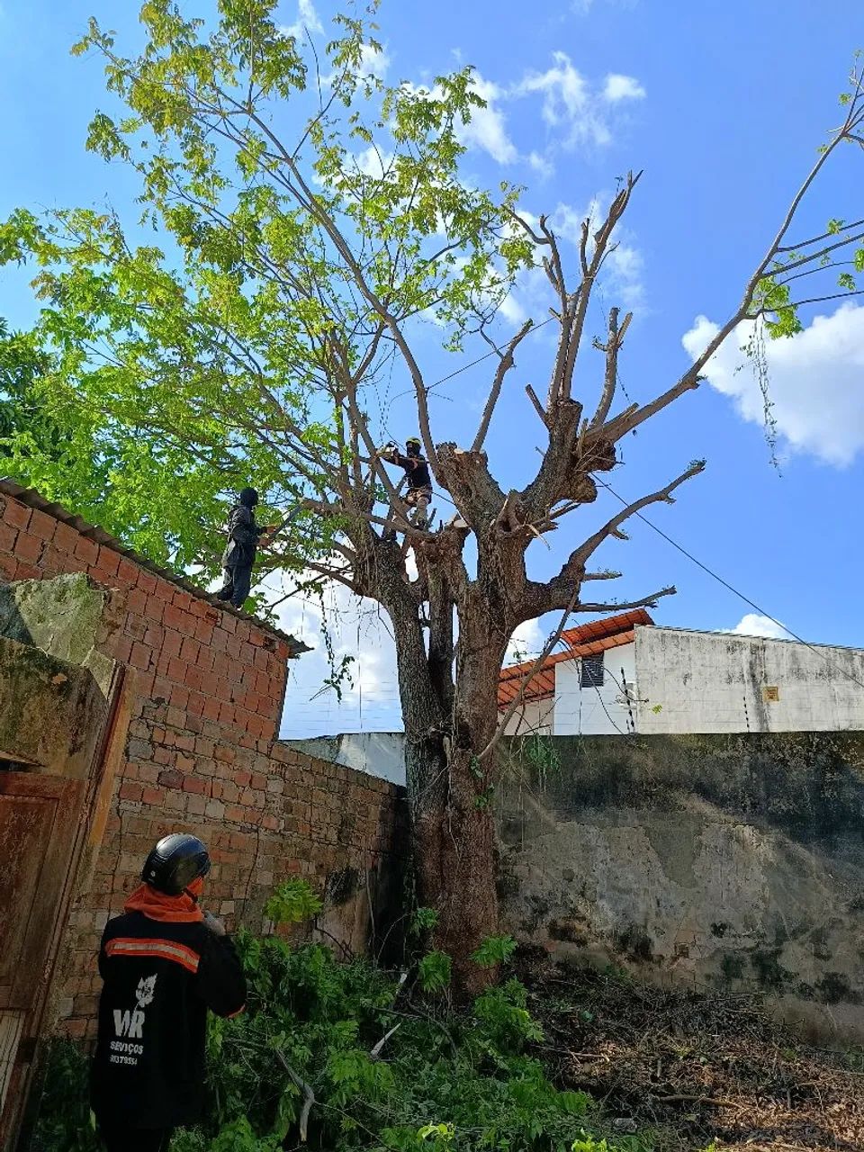 Podas de árvores  - Foto 3