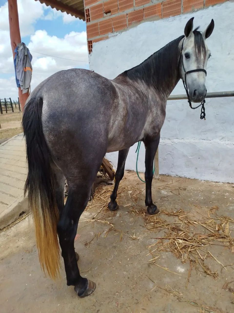 Cavalo tordilho  - Foto 3