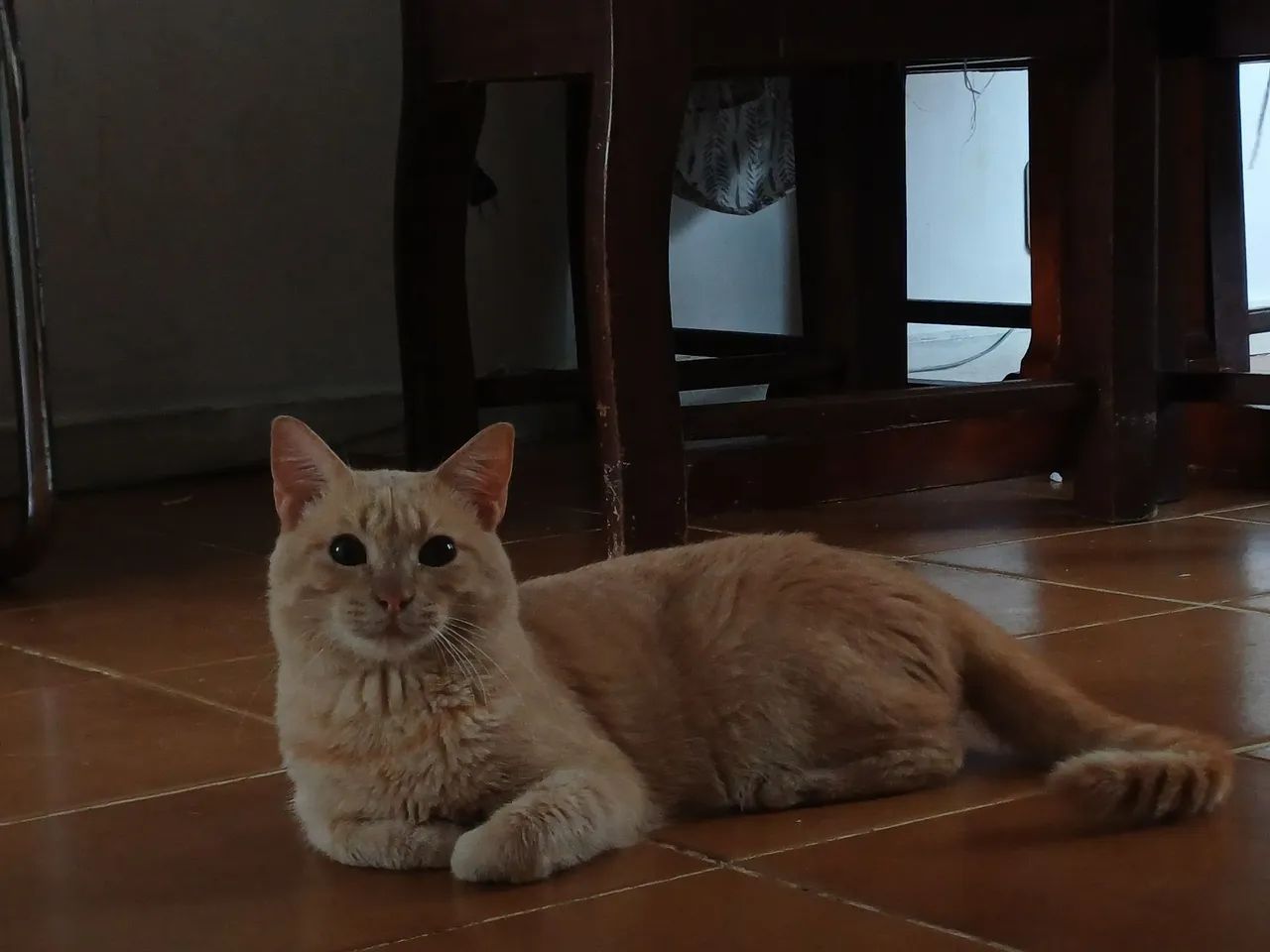 Gatos para adoção  - Foto 5
