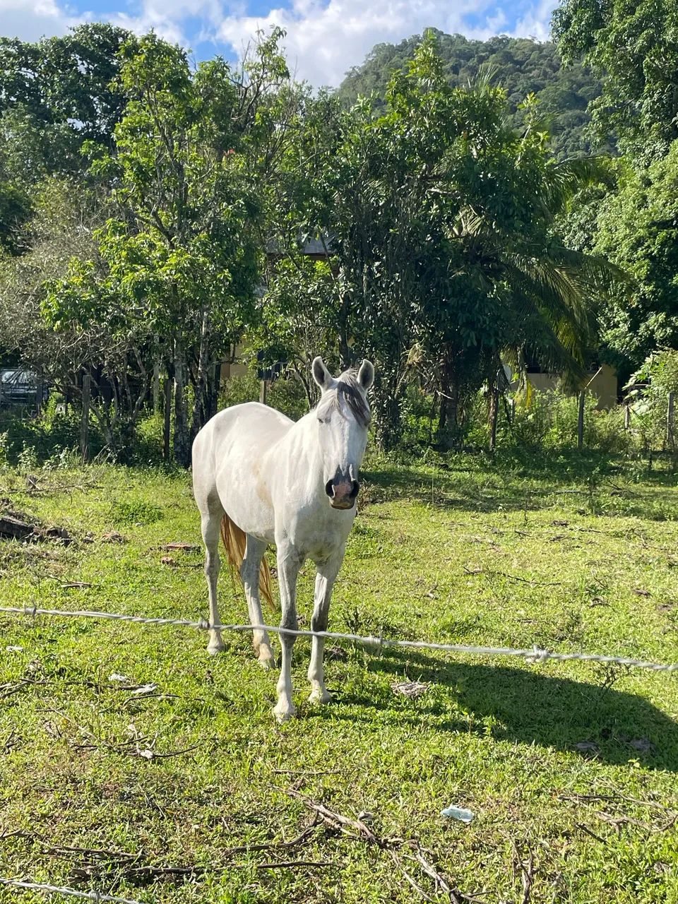 Égua mangalarga  - Foto 5