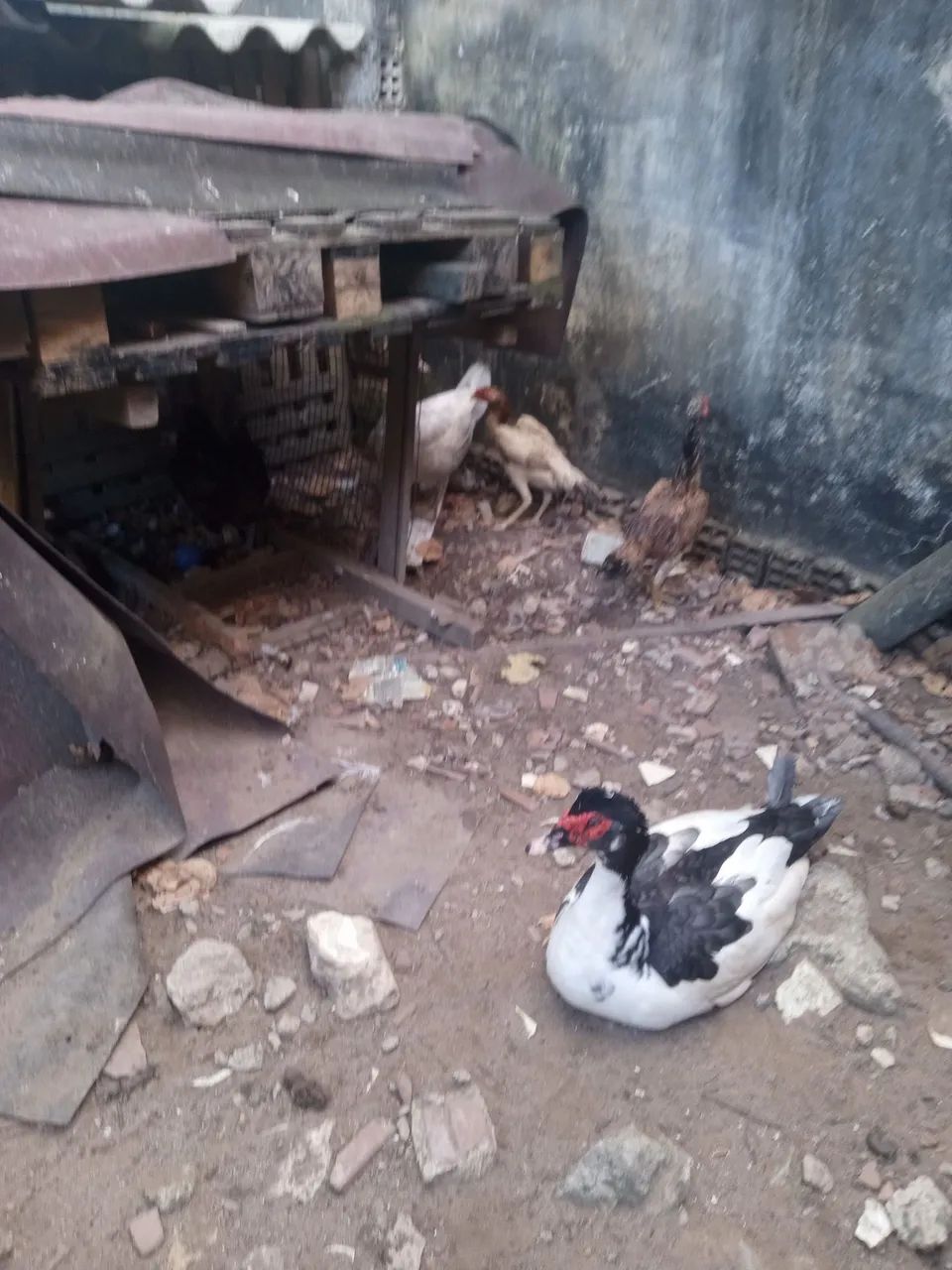Galinha e pato  - Foto 3