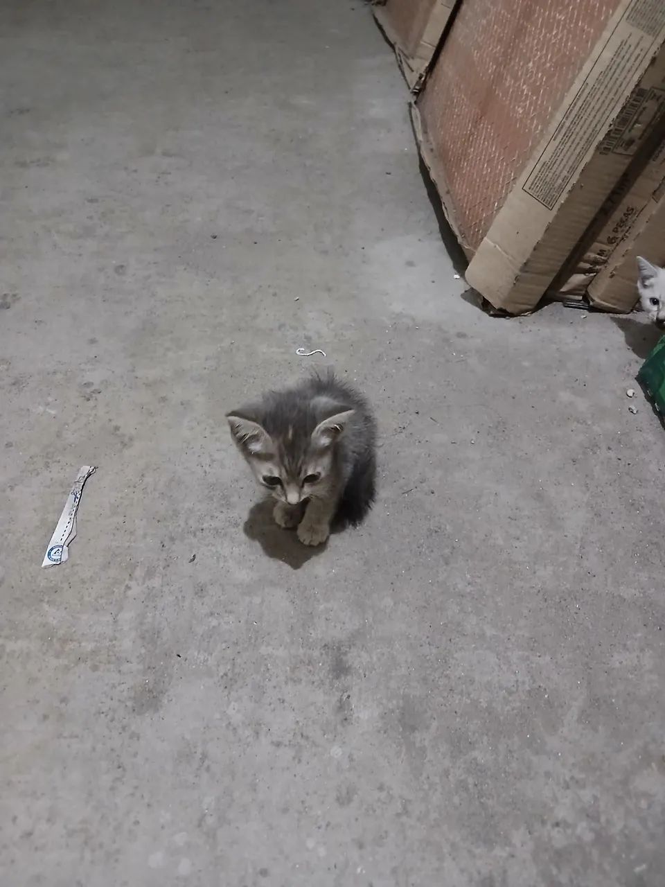 Gatinhos siamês 