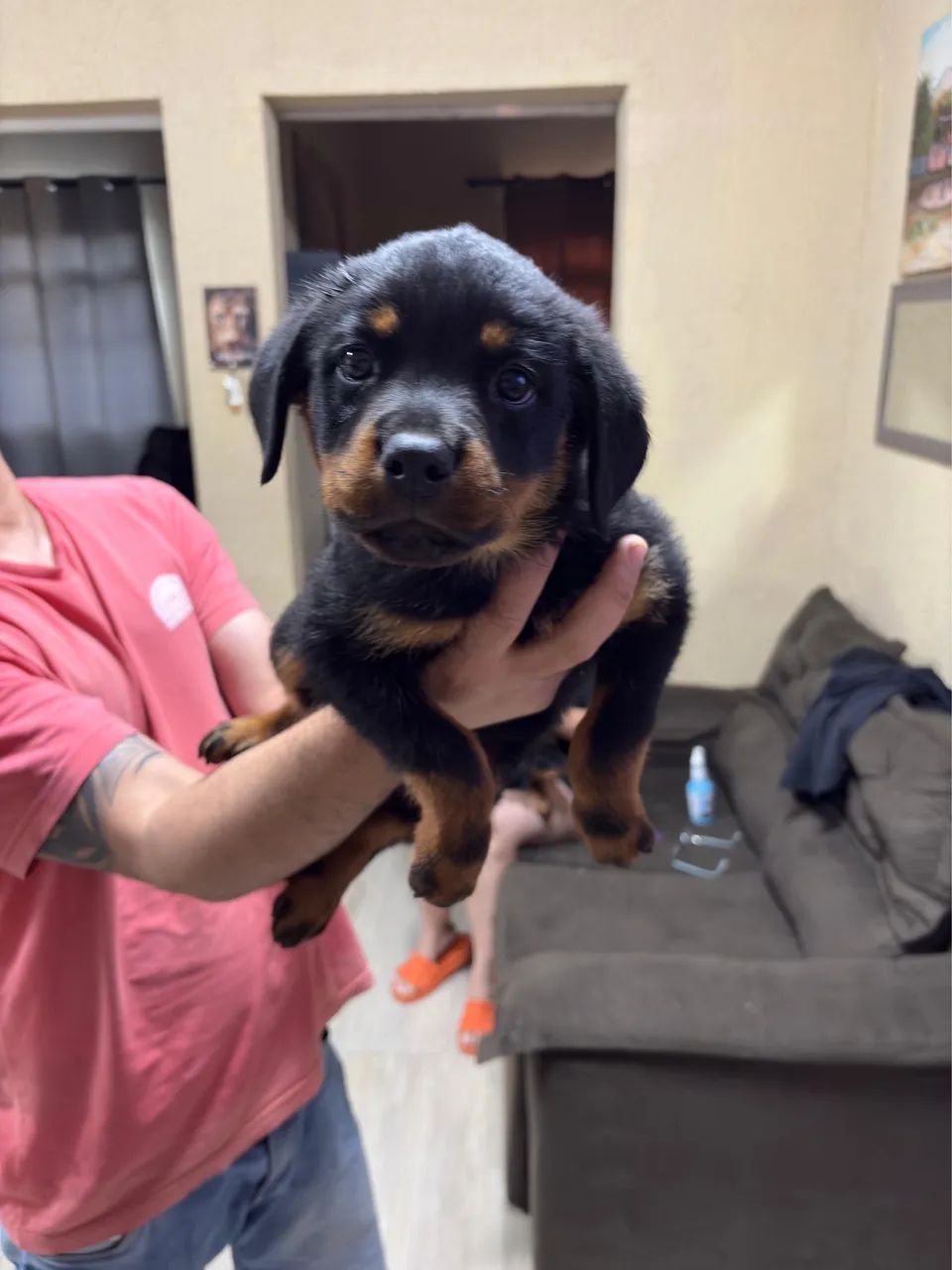 Rottweiler 