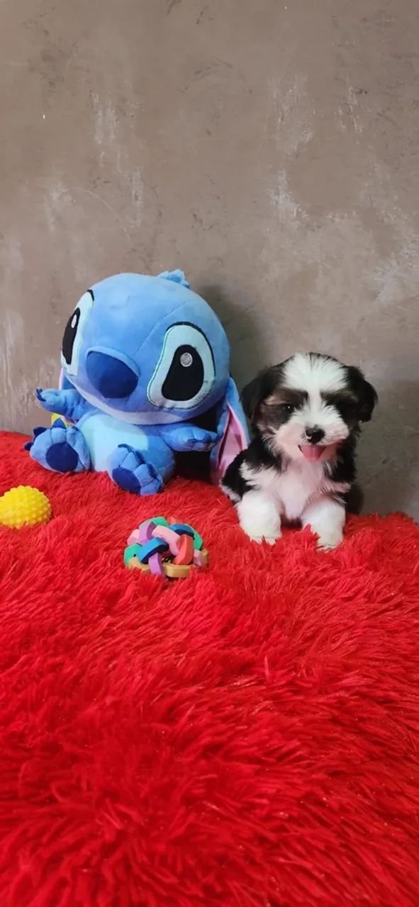 Vendo cachorro  - Foto 2