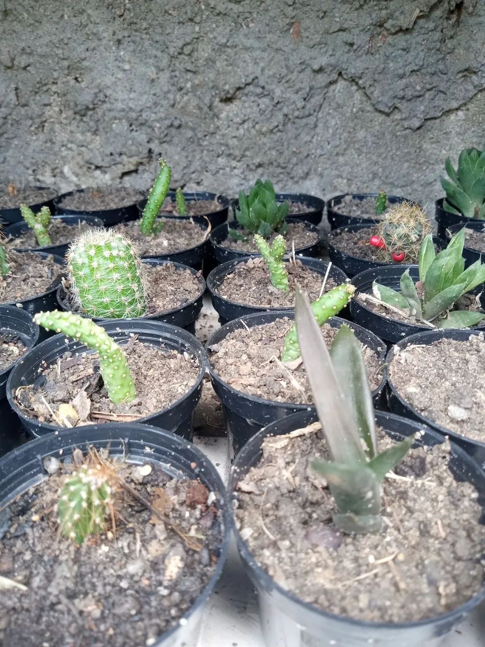 Mudas de Plantas  - Foto 5