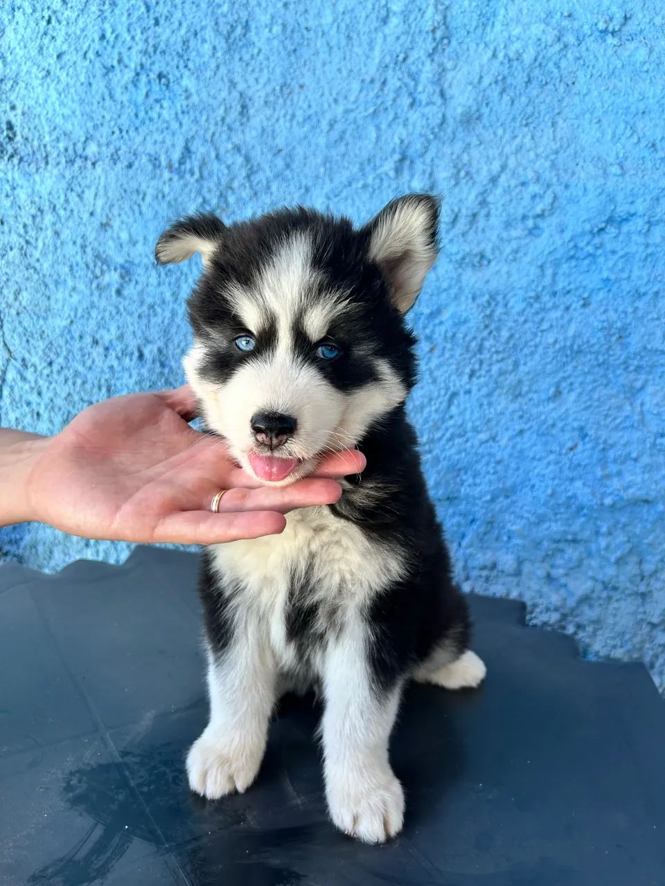 Husky siberiano wooly - Foto 4