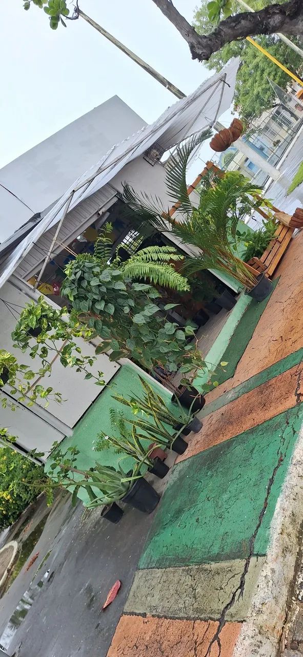 Planta filodendro verde (enorme) - Foto 4