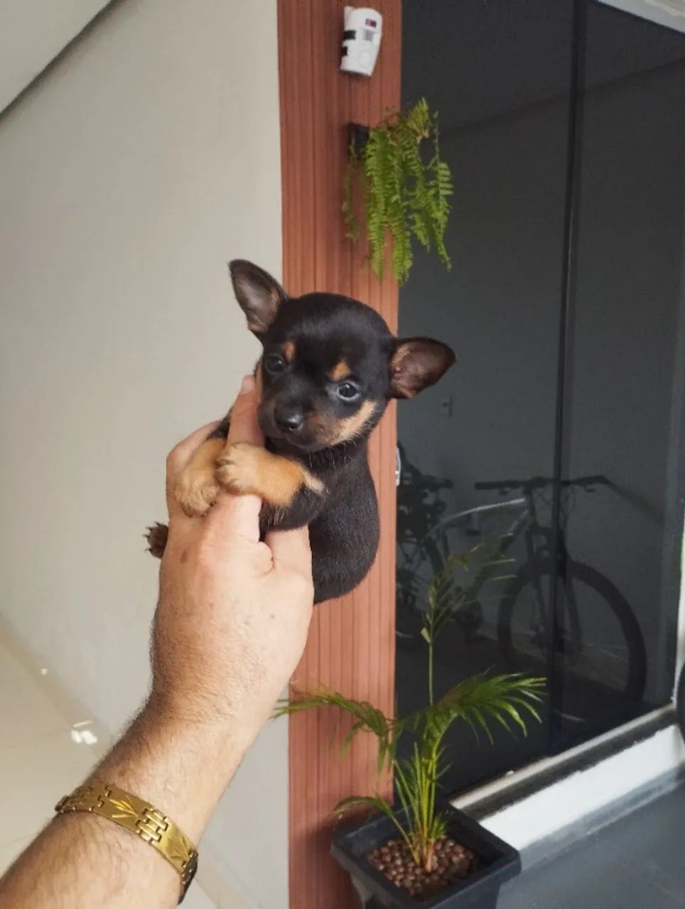 Pinscher macho - Foto 5
