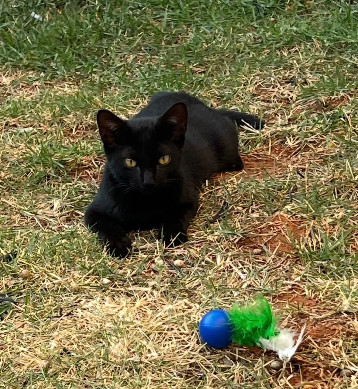 gatinho preto extremamente dócil filhote  - Foto 3