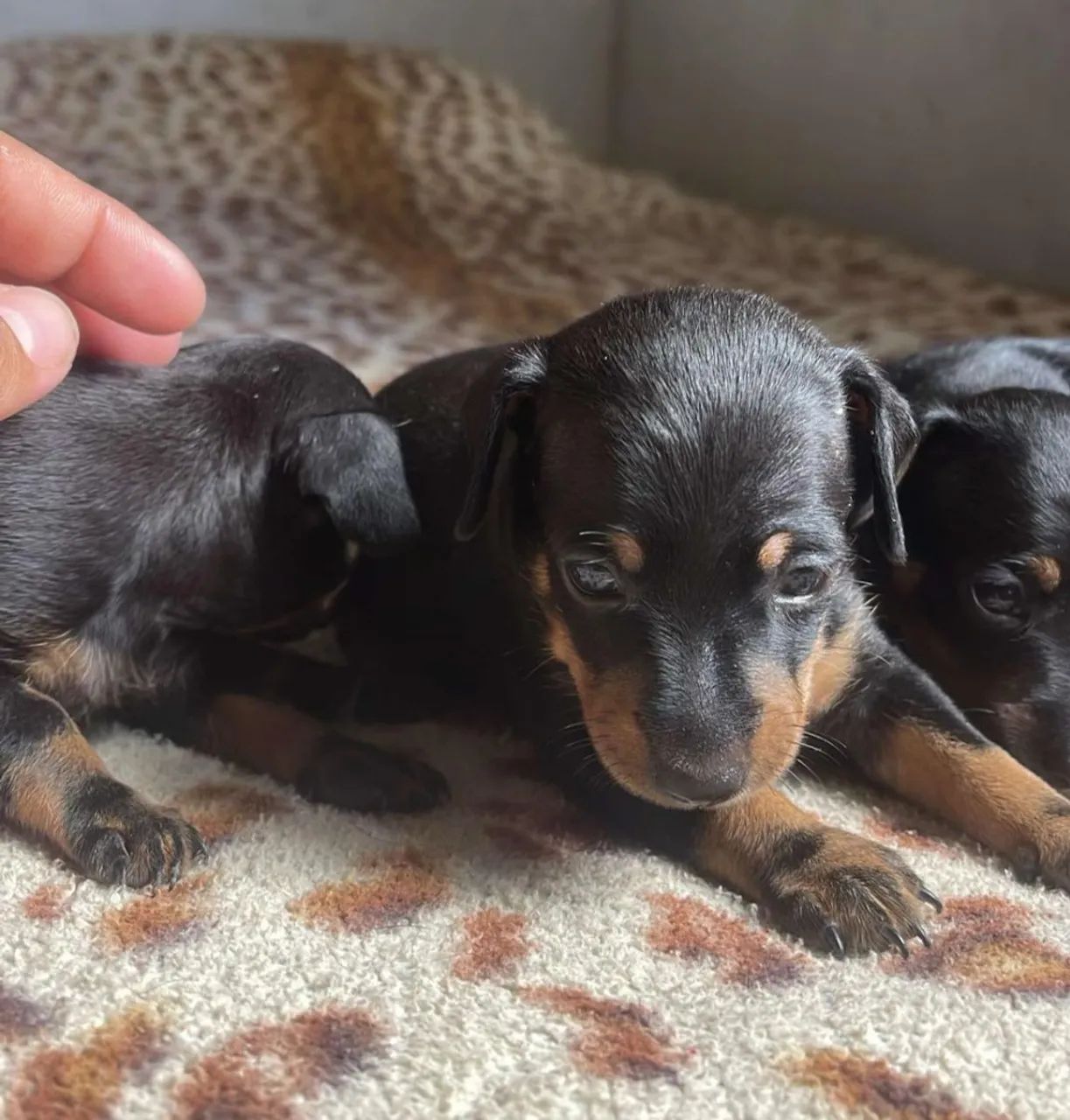 Cachorro pinsher n°1 - Foto 2
