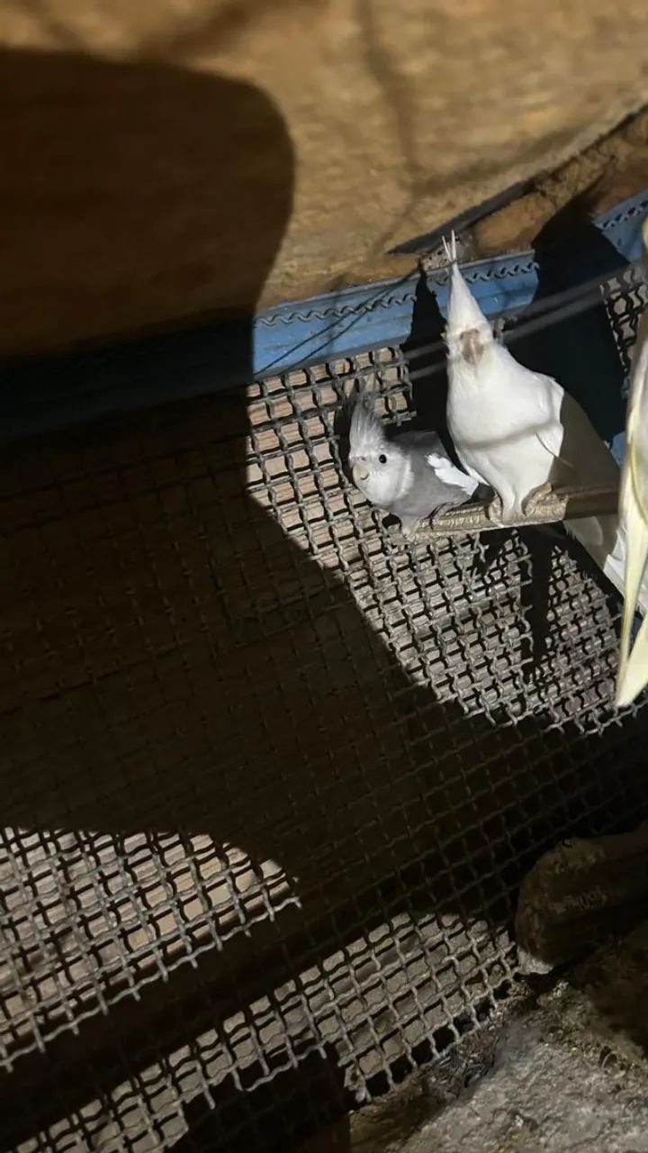 vendo