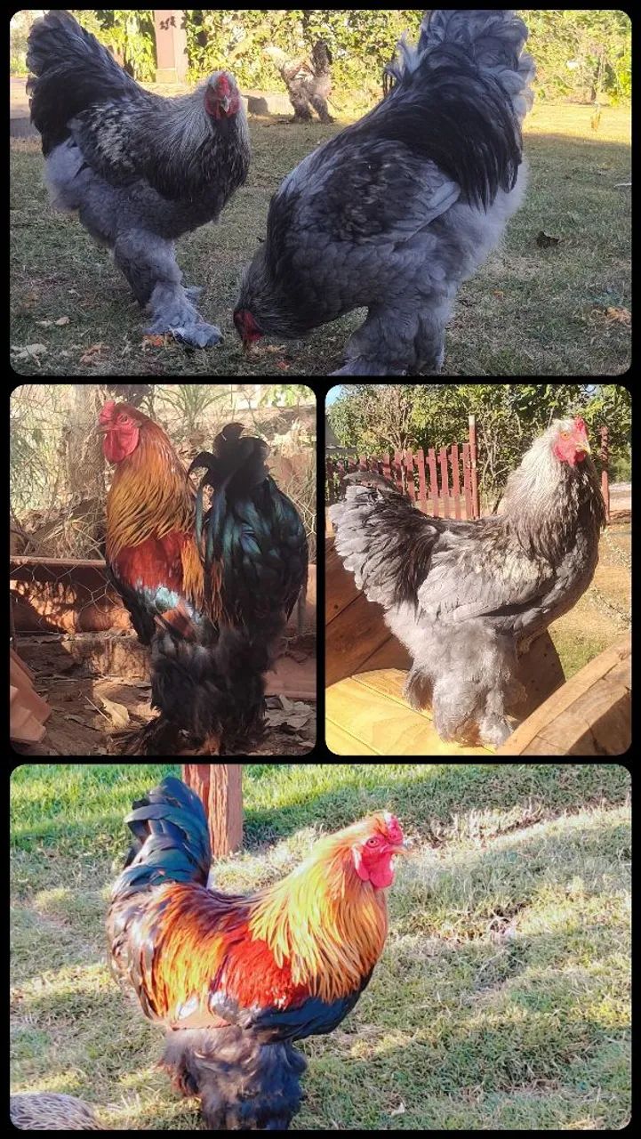 Aves Brahma  - Foto 5