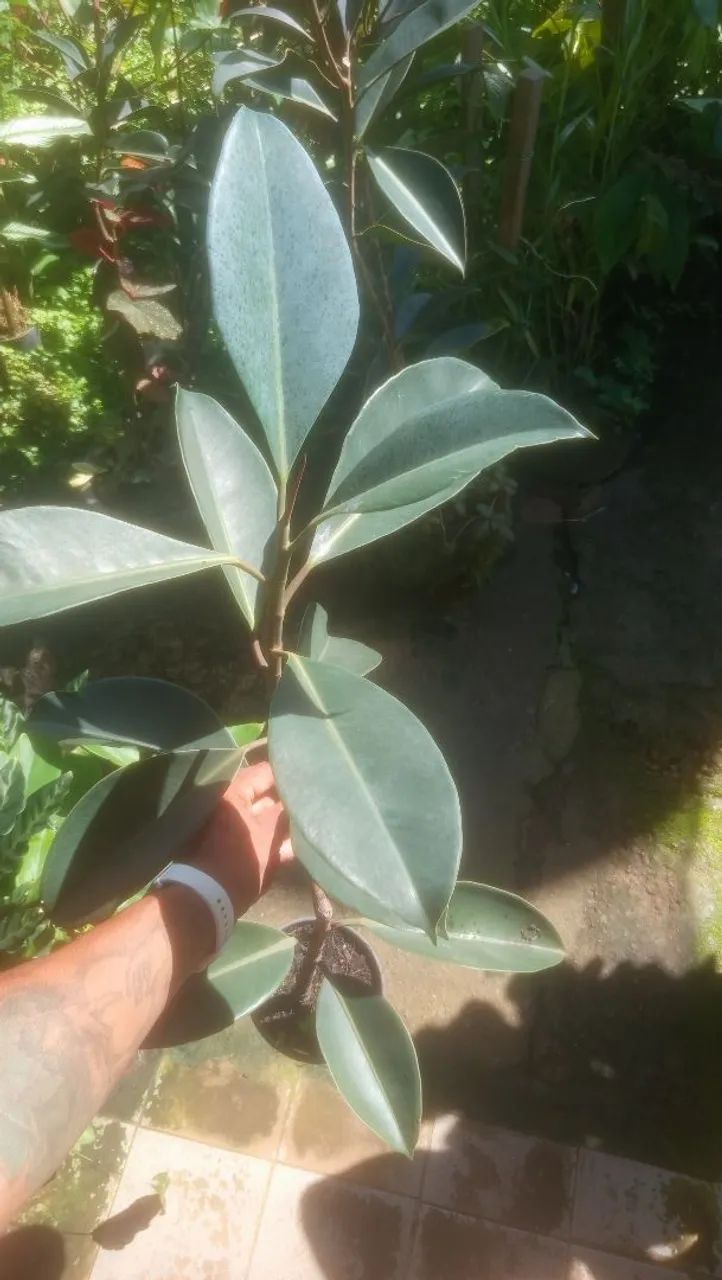 Ficus elastica  - Foto 2