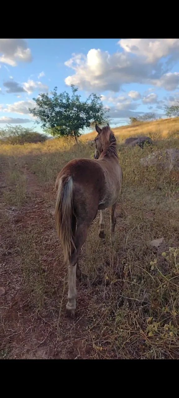 Cavalo - Foto 2