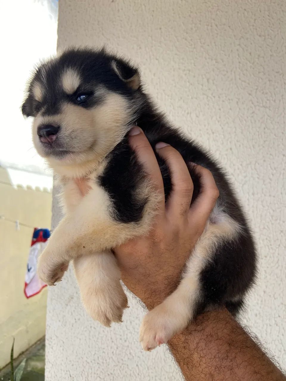 Filhotes fêmea husky siberiano puro - Foto 6