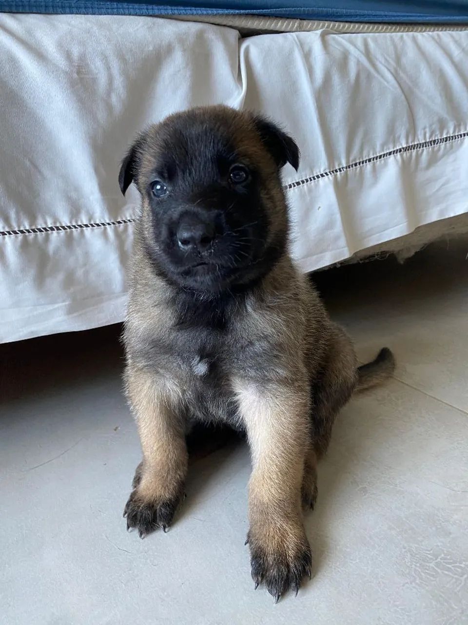 Filhotes de Pastor Belga Malinois à venda - Disponíveis para lares responsáveis - Foto 3