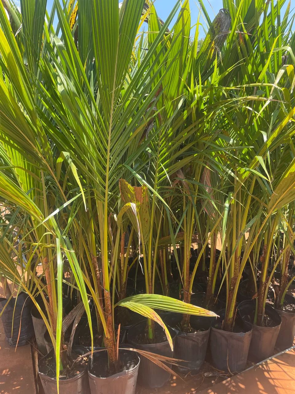 Muda De coco Anão 