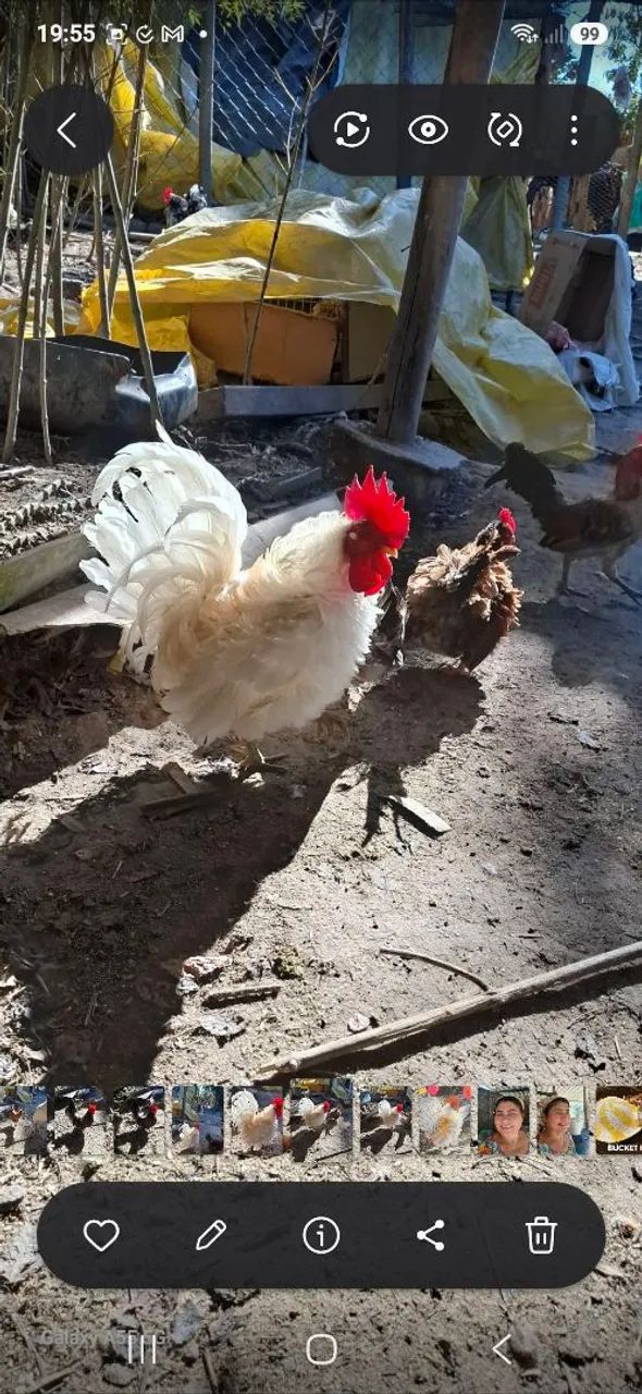 Garnizé frisadinho!! - Foto 2