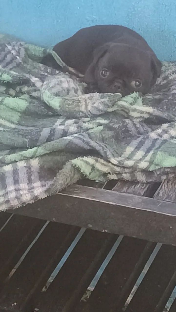 Filhote de pug - Foto 2