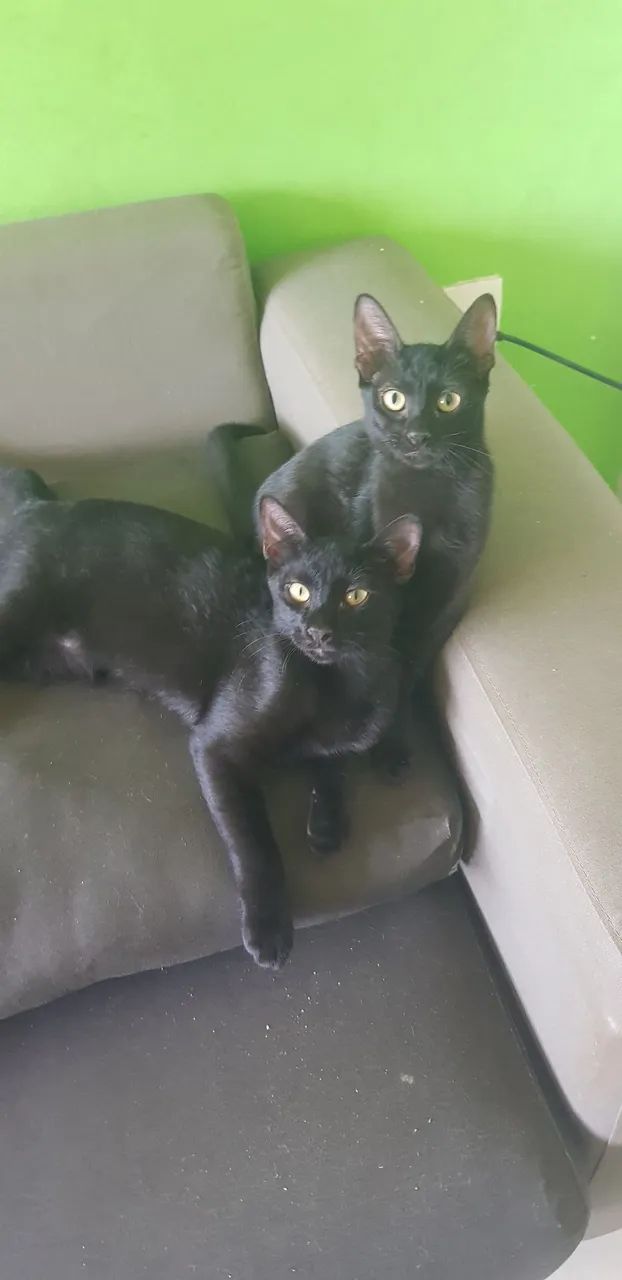 Gatos para adoção responsável ? - Foto 2