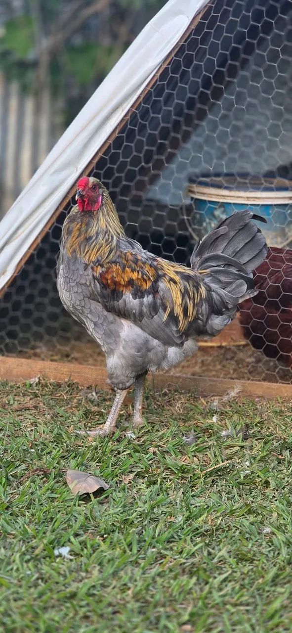 Galos da genetica de ovos verdes. - Foto 4