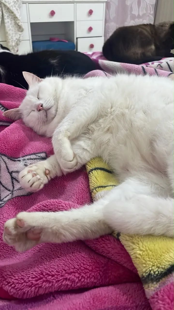 Doação de gato branco  - Foto 2