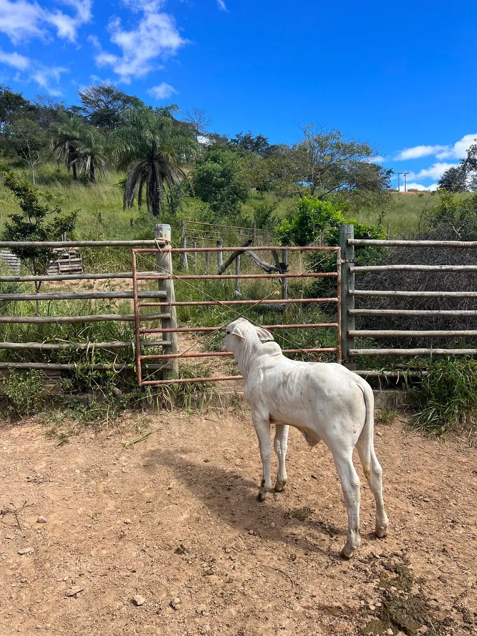Bezerro tourinho premium  - Foto 3