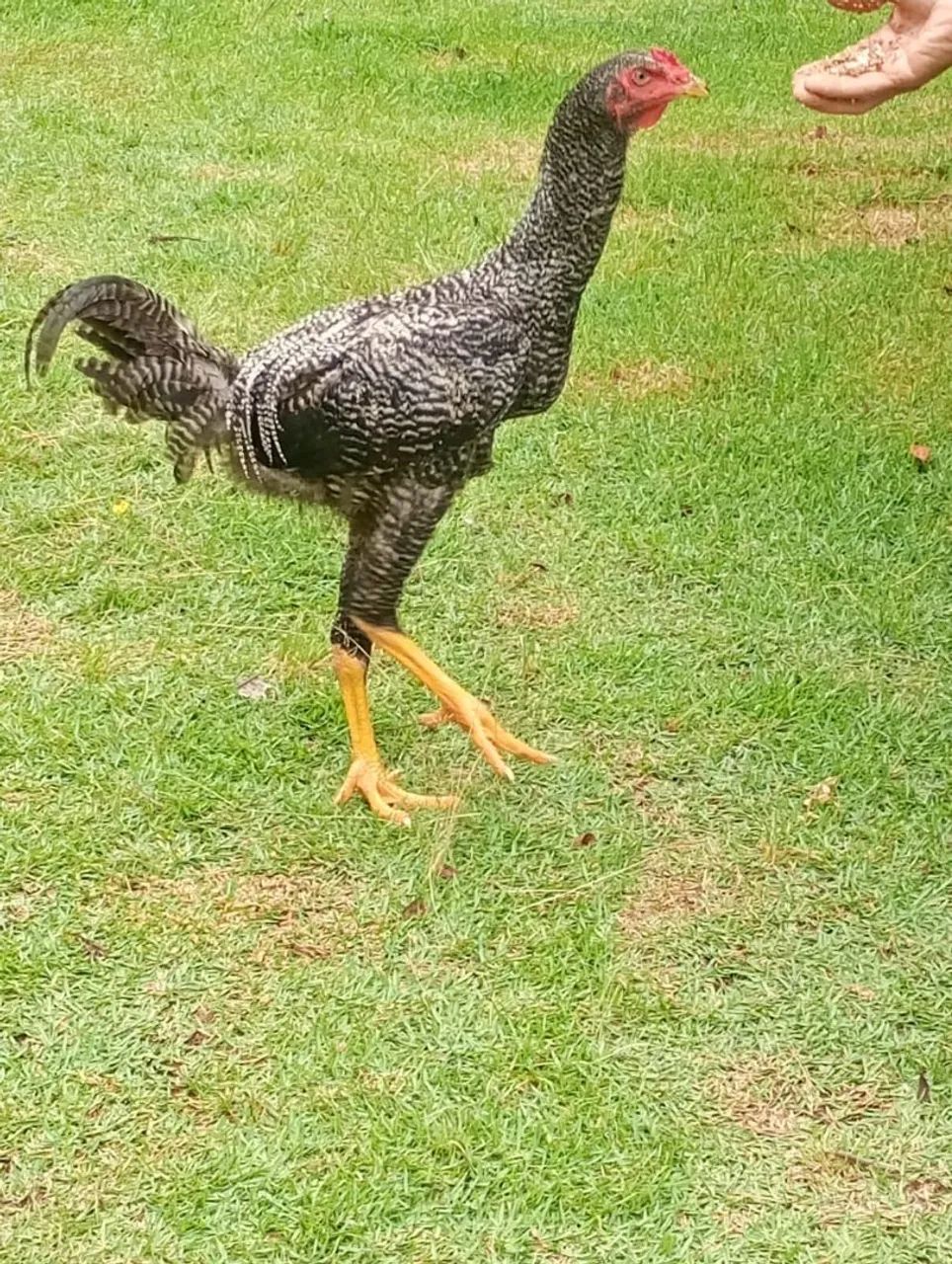 Galinhas e frangos - Foto 3