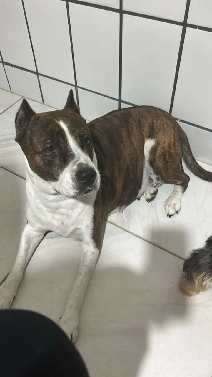 Doação Responsável  - Foto 2