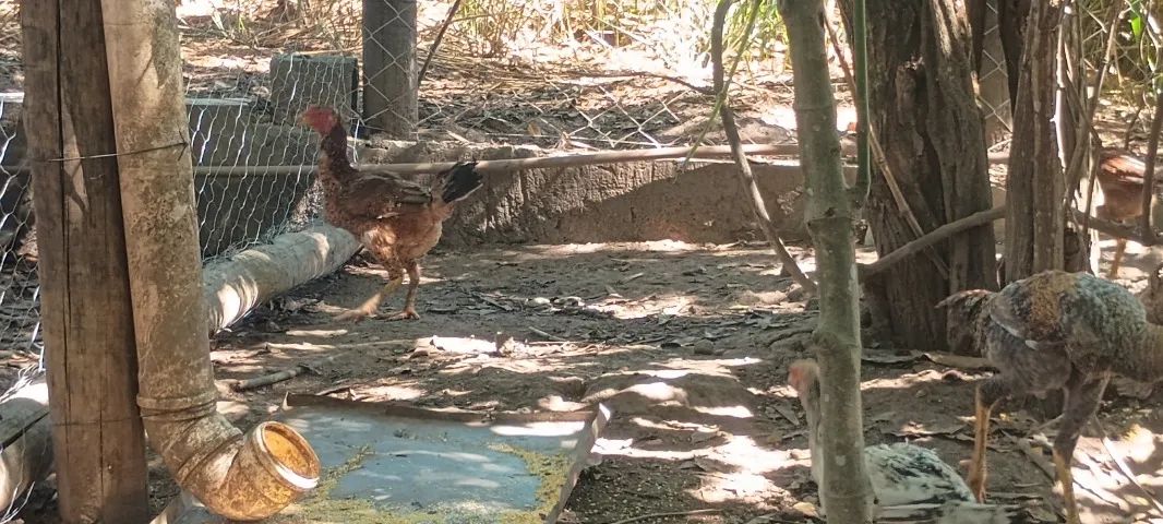 Frango caipira 