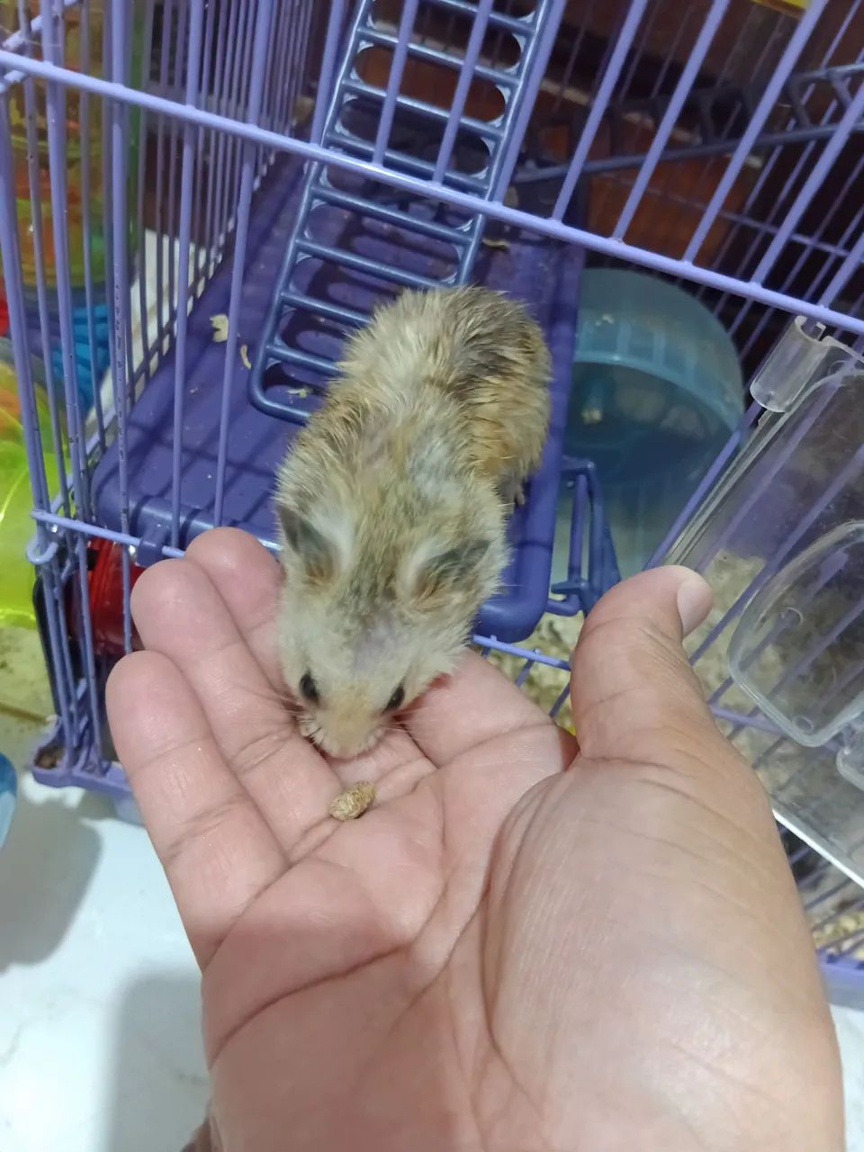 Hamster ?  - Foto 2