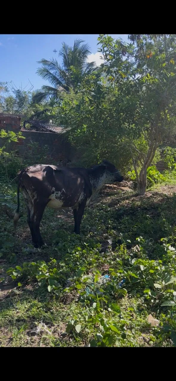Vendo vacas  - Foto 2
