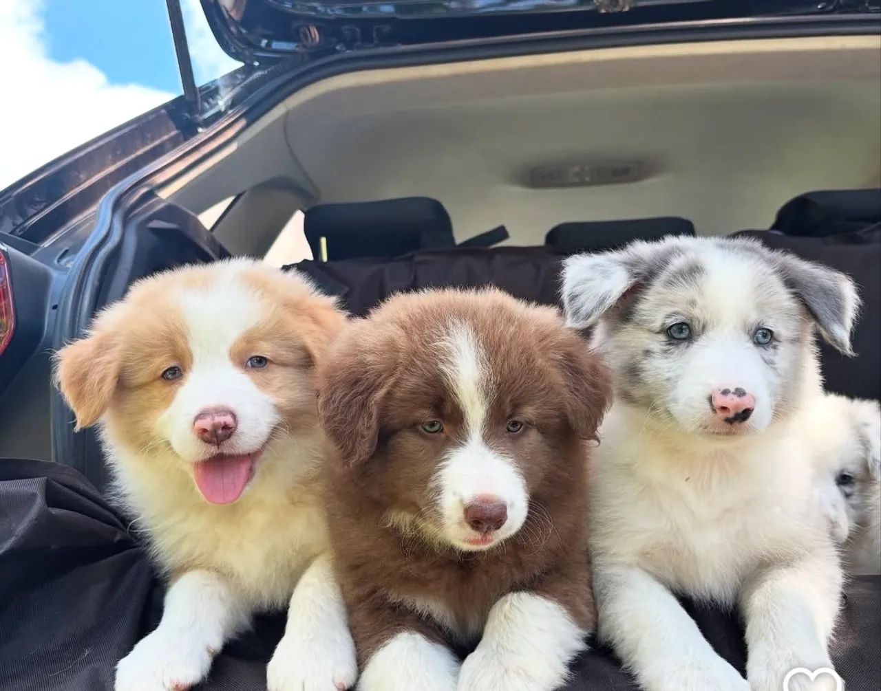 Border collie ¿ pacotinhos cheios de amor 