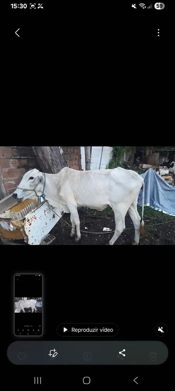Vacas - Foto 2