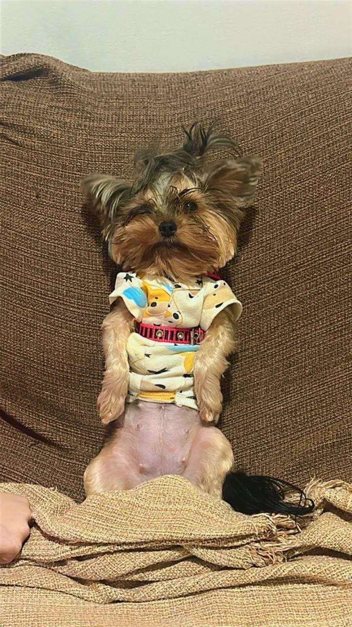 Cachorro  - Foto 2