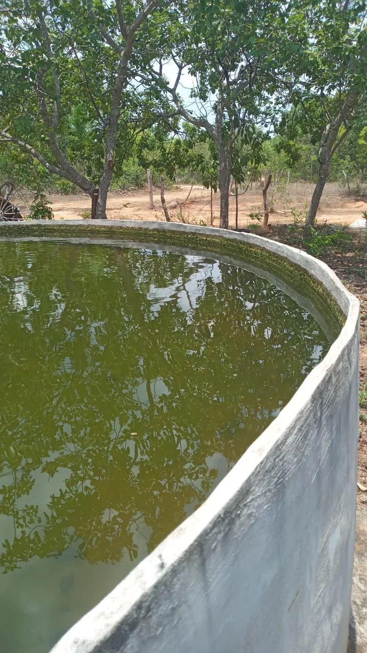 20 alqueires em Divinopolis do Tocantins  - Foto 3