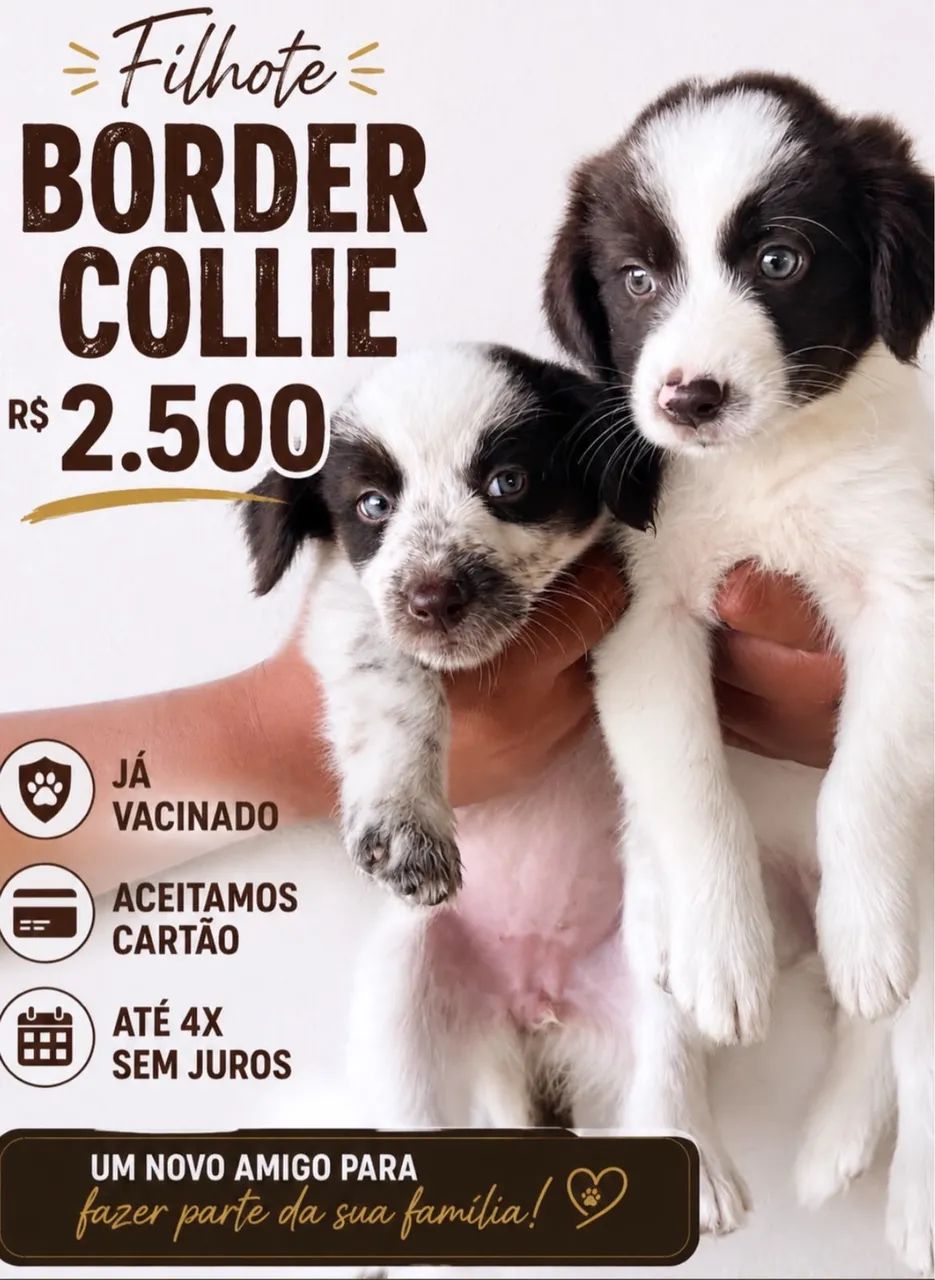 Borde collie 