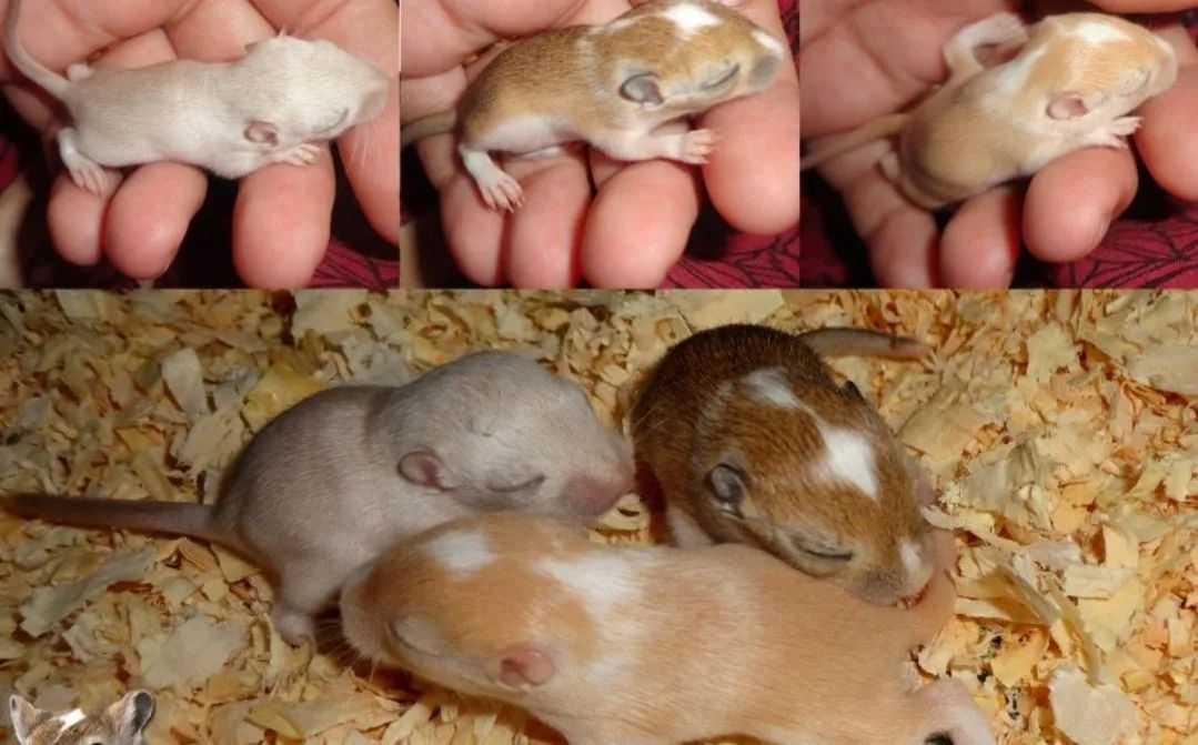 Vendo filhotes de Gerbil( Esquilo da Mongólia) - Foto 2