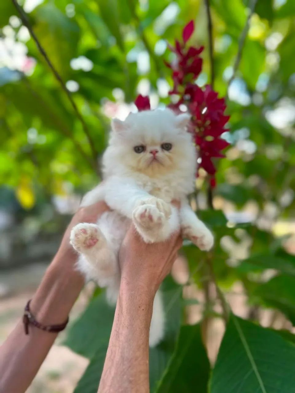 Gato persa maravilhoso - Foto 2