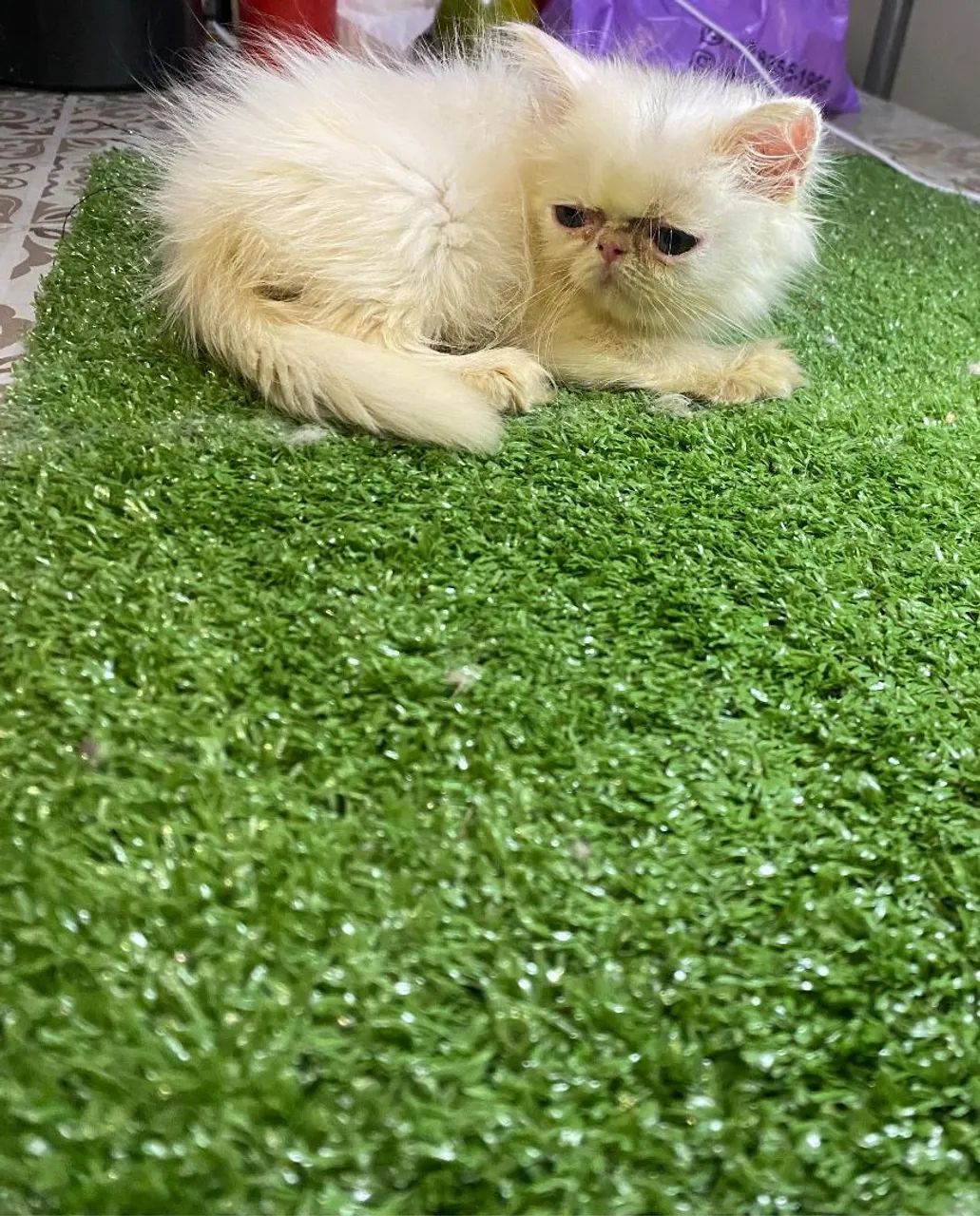 GATA PERSA BRANCA ( PROMOÇÃO)  - Foto 2