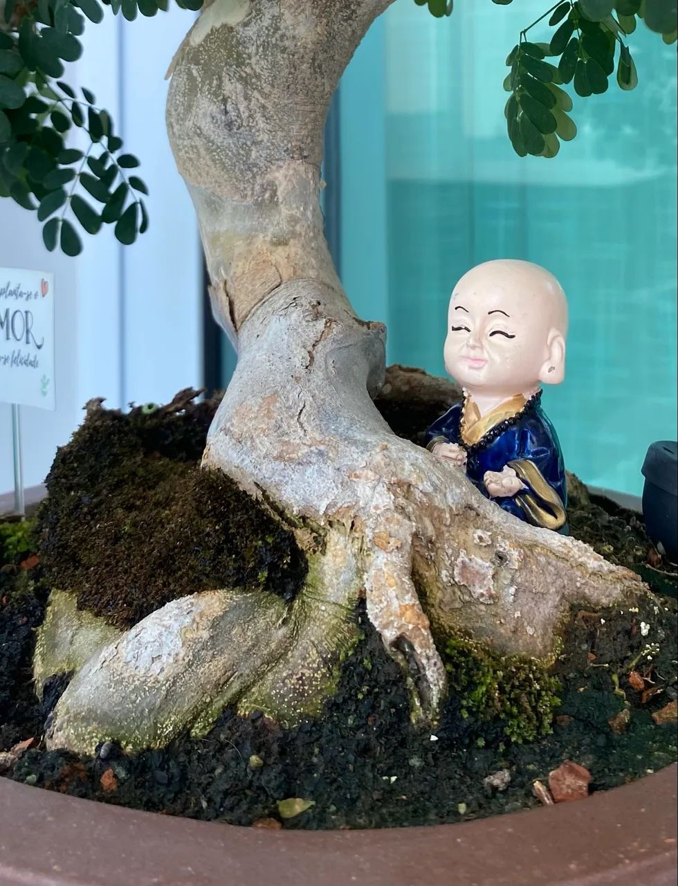 Bonsai de Piteco  - Foto 5