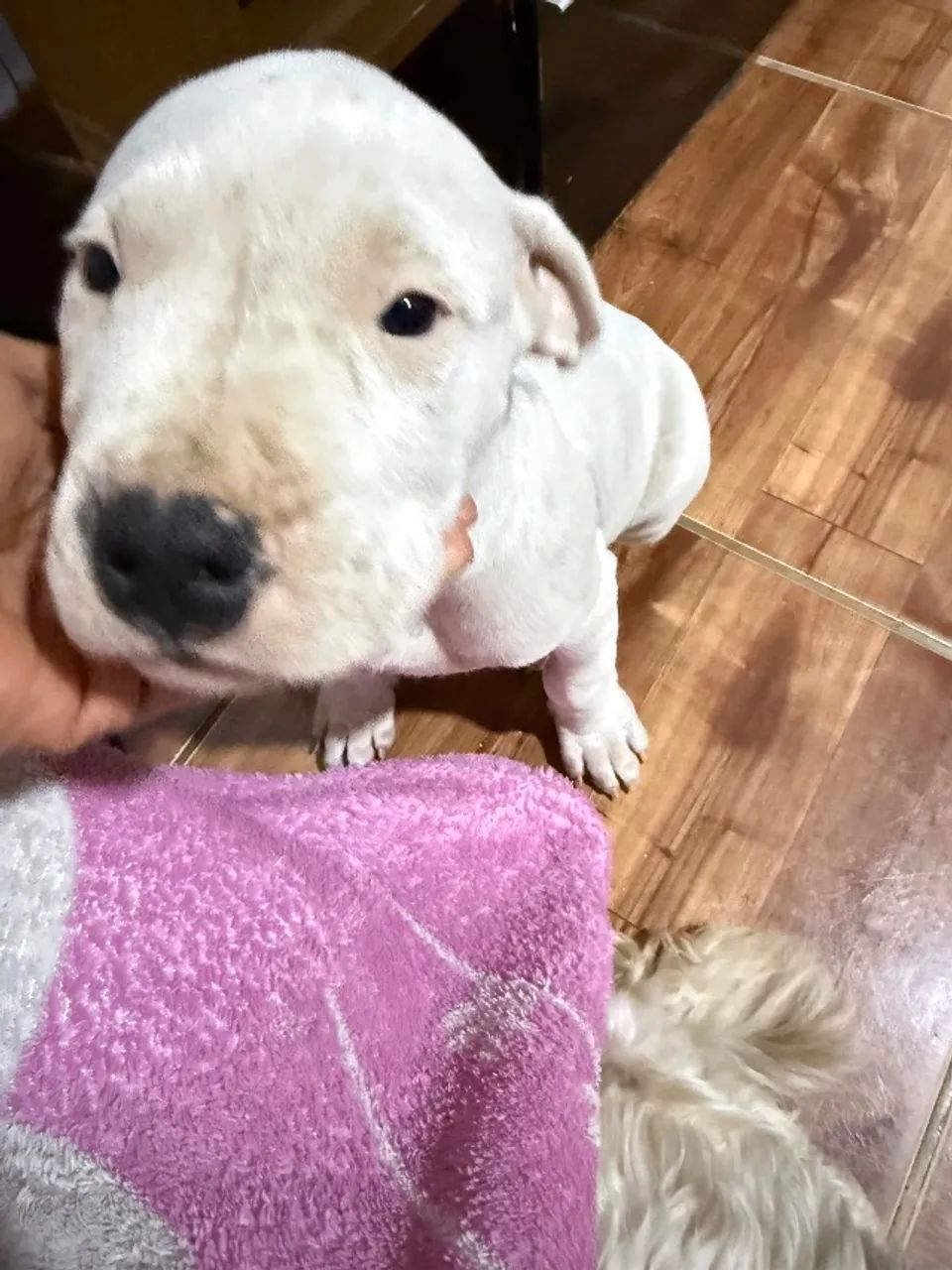 Dogo Argentino  - Foto 3