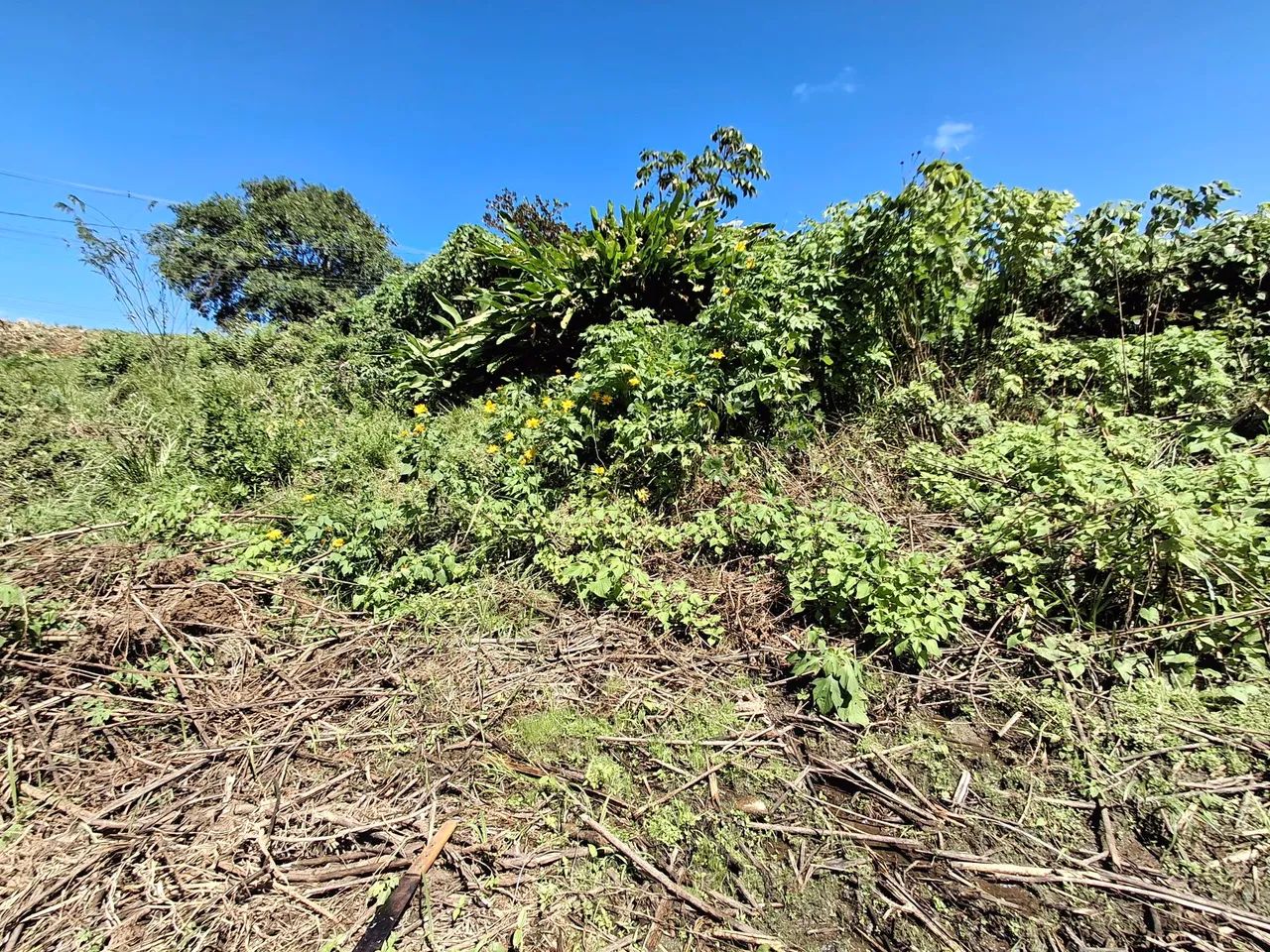 Terreno 30x15 em Tiuma - Foto 4